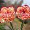 Fresh cut flower carnation Dianthus caryophyllus