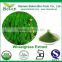 Natural Wheatgrass juice extract/ wheatgrass powder/wheatgrass extract