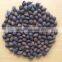 VIETNAM BLACK CARDAMON (+841657106604 - WHATSAPP)