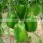 Hybrid F1 Vegetable Seeds Red/Green/Yellow Sweet Pepper Seeds For Planting