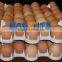 Plastic Chicken Egg Tray /poultry egg tray
