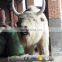 KAWAH Animal zoo Life Size Yak Animatronic Realistic Robot Animals