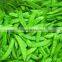 Sinocharm Frozen vegetable New Season Sweet Crisp Organic Non Worm  Frozen Snow Peas