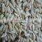 Sunflower kernels bakery grade for sale