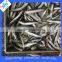 Whole Round Frozen Peruvian Anchovy