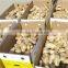 Bulk fresh ginger in carton package