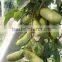 High Yield Fruit Seeds For Sale Holboellio Latifolia Wall Seeds For Cultivation Become Rich Fruit Seeds