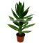 Aquatic Lotus Bamboo Plant Dracaena Sanderiana