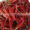 Dried Indian Red Chilli Exporters