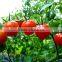 Tomato Multiple layer continuous type mesh belt dryer
