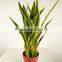 Guangzhou shengjie Artificial bonsai agave plant indoor decoration