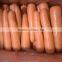 wholesale Chinese fresh carrots with high quality and good price