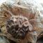 oyster mushroom spawn for sale import from China