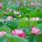Vietnam Lotus seed