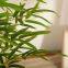 Top Sales New Design Artificial Plante Bamboo Bonsai Real Touch Wood Pole Plants Decorative for Indoor Home Outdoor
