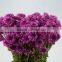 Fresh cut hot selling chrysanthemum bush mum bunch