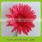 Pure and mild flavor classical types of gerbera