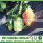 Anti-UV treatment pp spunbond nonwoven fabric agriculture cover/pp spunbond tunnel                        
                                                                                Supplier's Choice