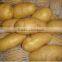 POTATO
