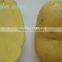 Fresh Holland Potato