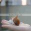 dollhouse simulation breathing sleeping animals toy