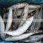 Frozen Pacific Mackerel Fish 200-300G