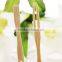 Restaurant Use Dinner Disposable Fruit Fork,Wooden Fork