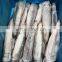 Wholesale frozen IQF squid WR fishing good quality