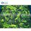 Sinocharm New Season High Quality Organic 30-50mm IQF Frozen Spinach Cut