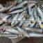Frozen sardine fish whole round in good quality