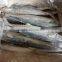 frozen spanish mackerel