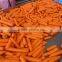 good quality new crop carrot