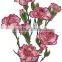 Deal best quality carnation red rose buyers find importers