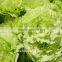 2016 Hot Sale Carnation Cut Flowers Price Without Middleman Green Mini Carnation Flowers