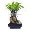 100-2000g plants bonsai ficus tree ficus ginseng