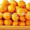 Chinese fresh orange