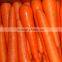 2016 new crop best quality fresh carrot price