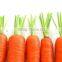 High Yield Red Carrots Seeds