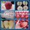 Fresh Red Apple Huaniu