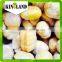 top quality chinese frozen chestnuts kernel