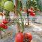 2016 New Hybrid Tomato seeds for growing-TianFu360