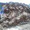 VIETNAM WHOLE CASSIA