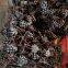 Wrought iron ornaments/ wrought iron elements/ wrought iron spearhead