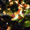 solar Honey Bee LED String Lights Christmas Outdoor Garden Decoration Fairy Lights Garland