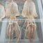 Best selling frozen dried squid for export