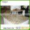 high quality Giallo S. Cecilia Original granite slab