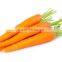 China fresh carrot for sale