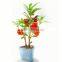 Best Selling cheap bulk gifts DIY mini bonsai return gifts for birthday , indian wedding gifts for guests