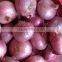 Chinese fresh onion 2016 export to dubai