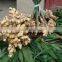 Ginger Type and Young Ginger Variety Fresh Ginger